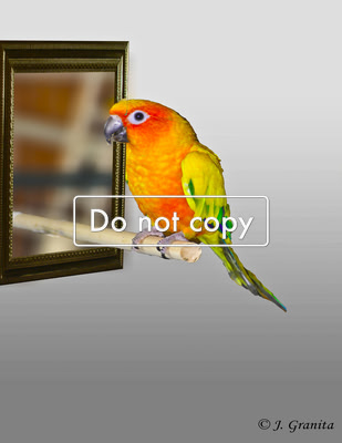 Bird out of frame #10-9