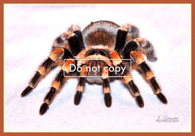 Turantula