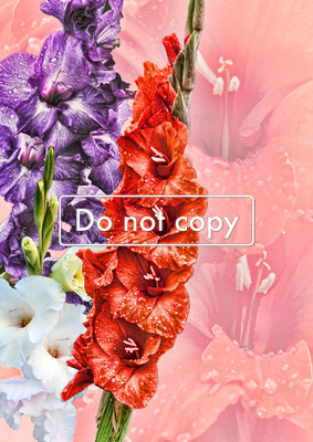gladiola project fine art