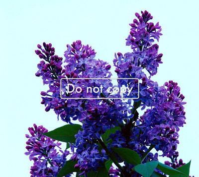 Lilacs #68-09
