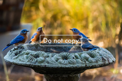 Bluebirds