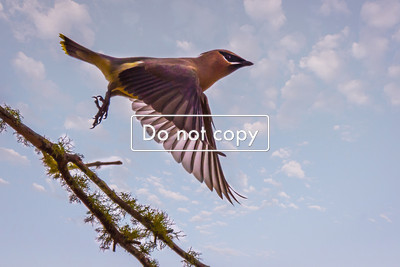 Cedar Waxwing