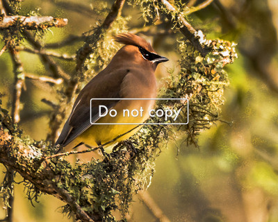 Cedar Waxwing