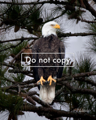 _JGP1235 bald Eagle in Tree