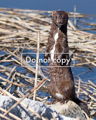 Mink