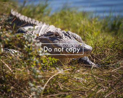 eye to eye with Alligator