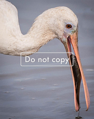 DSC_1286spoonbill cathes fishpsd