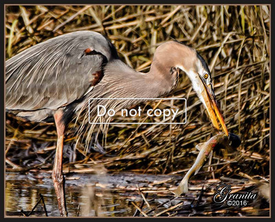 DSC_5706 Heron with fish