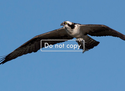 DSC_7917 Osprey