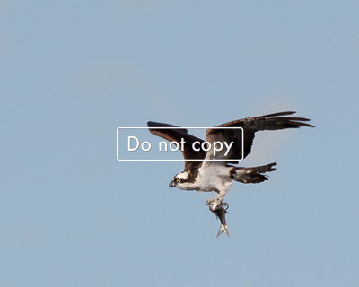 DSC_7901 Osprey