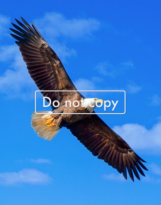 Bald Eagle Flying