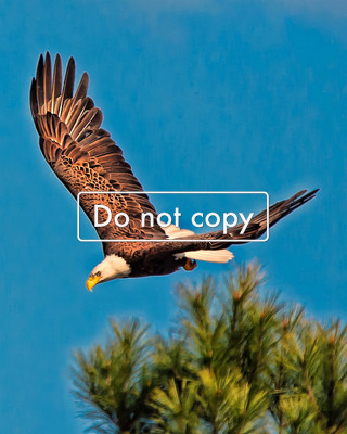 Eagle on a mission