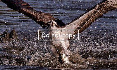 DSC_7883osprey with fish