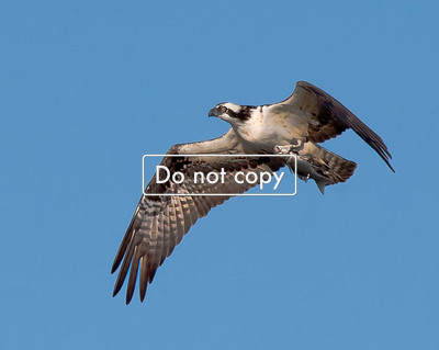 DSC_7908 Osprey