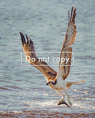 DSC_1030 Ospre carrying fish
