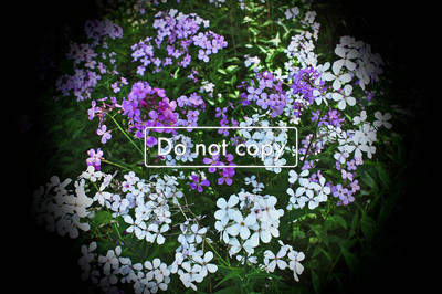 Phlox #101-09