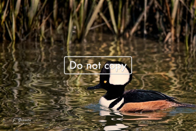 _JGP2009 Male Hooded Merganser
