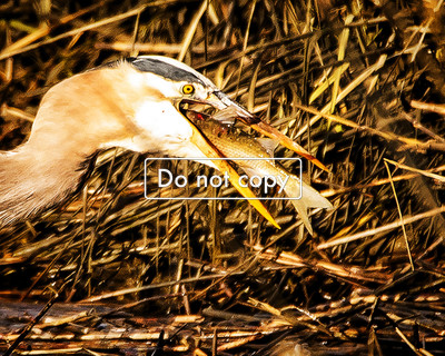 DSC_5712 heron eating fish