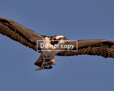 DSC_7926 Osprey