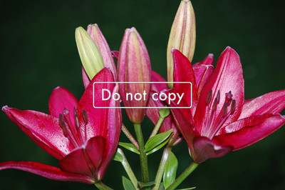 Red Lily #119-09
