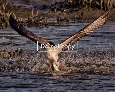 DSC_7883 osprey catches fish