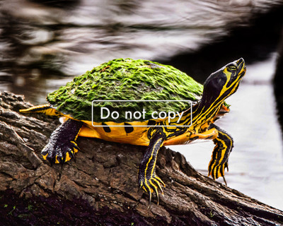 Red Eared Slider Turtle