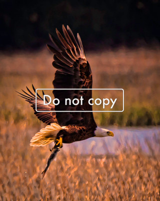 Eagle catches dinner