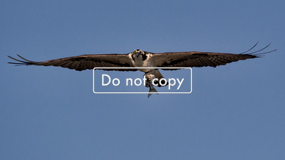 DSC_7919 Osprey