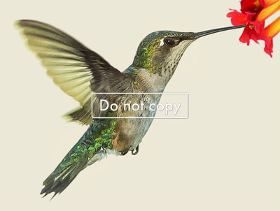 DSC_7243-4 Hummingbird