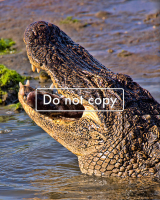 DSC_9236 gator eating fish-Edit