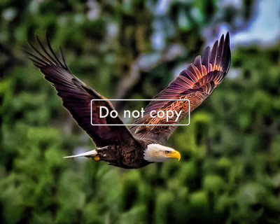 DSC_4968 Eagle