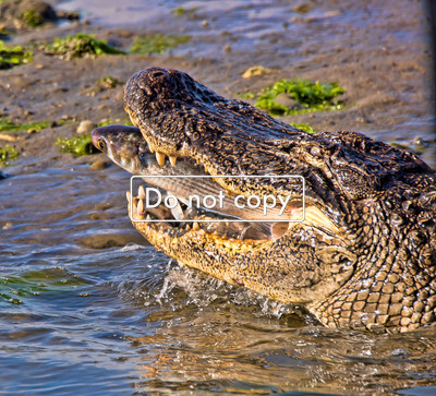 DSC_9224-gator eating fishEdit