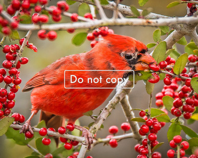 DSC_3989 Cardinal Eating Berries