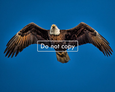 DSC_4720 Eagle