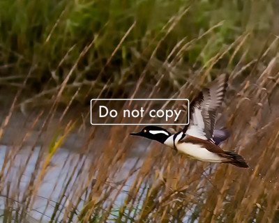 Merganser in Flight