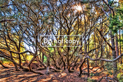 Interesting Tree At Huntington Beach State Park