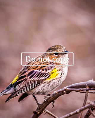 DSC_5276Yellow Rumped Warbler