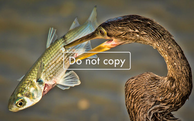 Anhinga finds Lunch