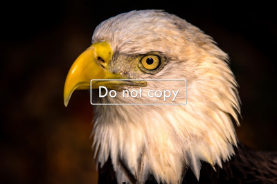 DSC_4773 Bald Eagle