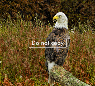 Eagle 10-20