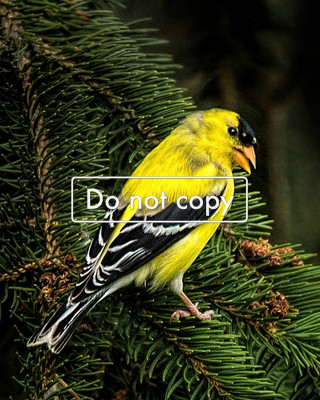 DSC_6669 yellow Finch