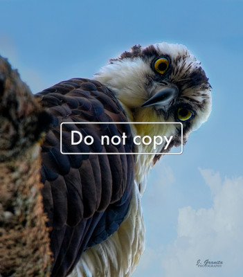 _JGP2915 osprey sitting in tree close up