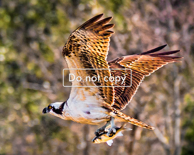 DSC_0406 ospre with fish