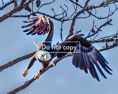 DSC_0488 Eagle