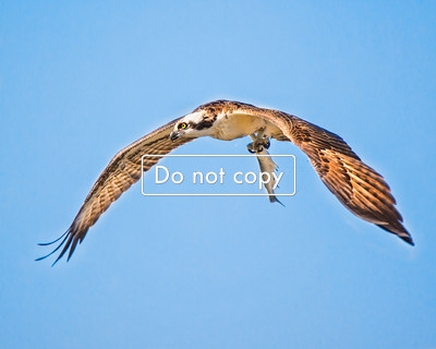 DSC_0749-Ospre