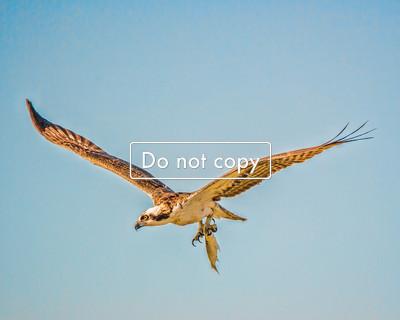 DSC_0751 Ospre
