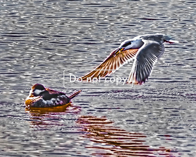Tern Fetches Food