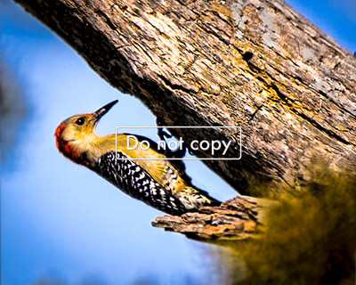 Woodpecker at work
