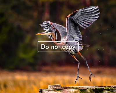 DSC_5122 Blue Heron