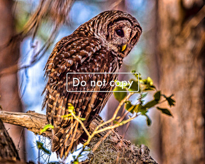 DSC_5128 Barred Owl